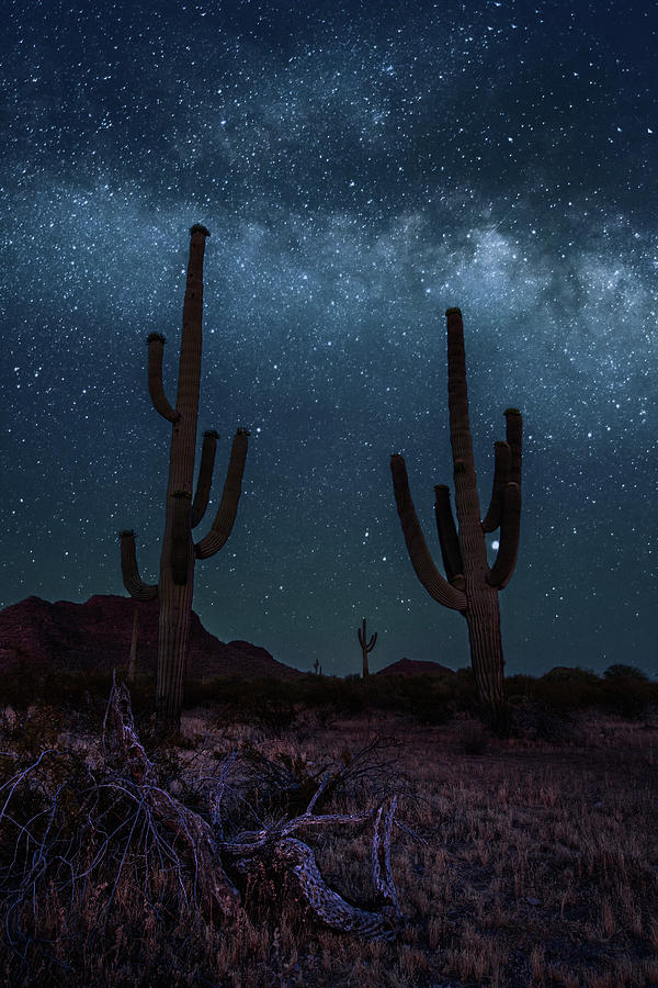 Déposez une photo du désert de Sonoran
